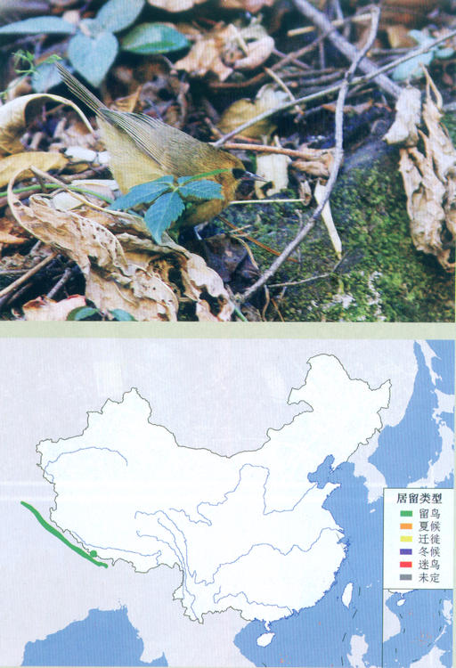 黑颏穗鹛 Black-chinned Babbler