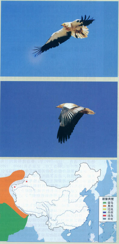 白兀鹫 Egyptian Vulture