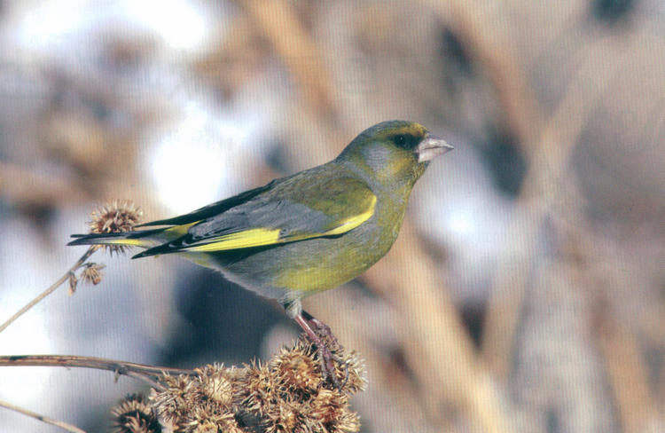 欧金翅雀 European Greenfinch