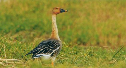 豆雁 Taiga Bean Goose