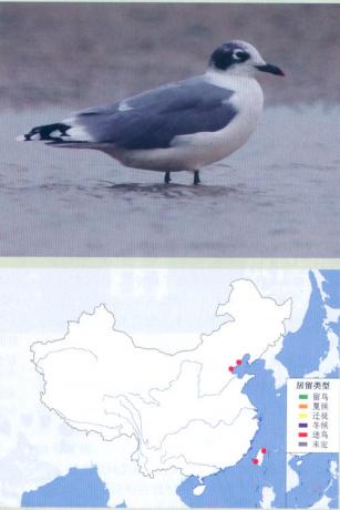 弗氏鸥 Franklin's Gull