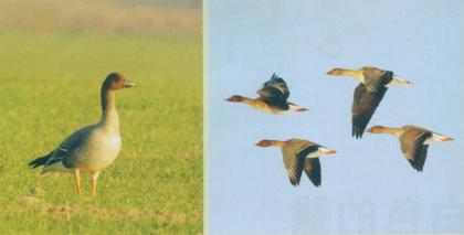 短嘴豆雁 Tundra Bean Goose