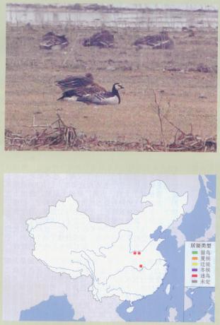 白颊黑雁 Barnacle Goose