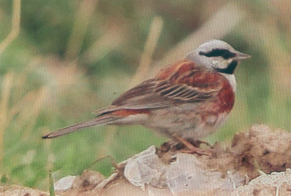 白顶鹀 White-capped Bunting