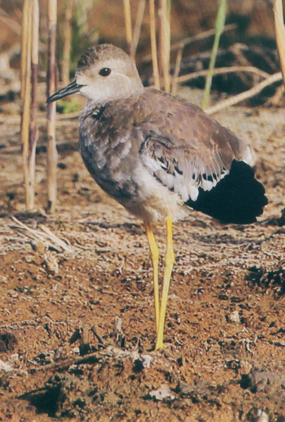 白尾麦鸡  White-tailed Lapwing