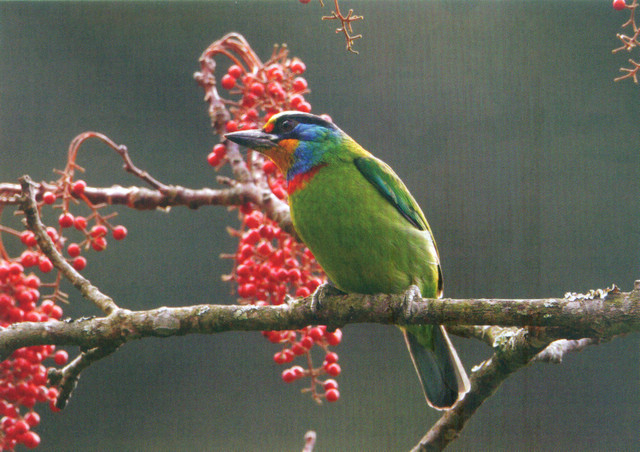 台湾拟啄木鸟 Taiwan Barbet