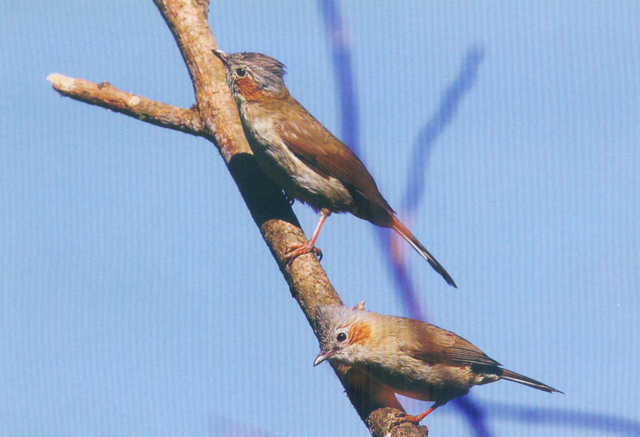 栗耳凤鹛 Striated Yuhina