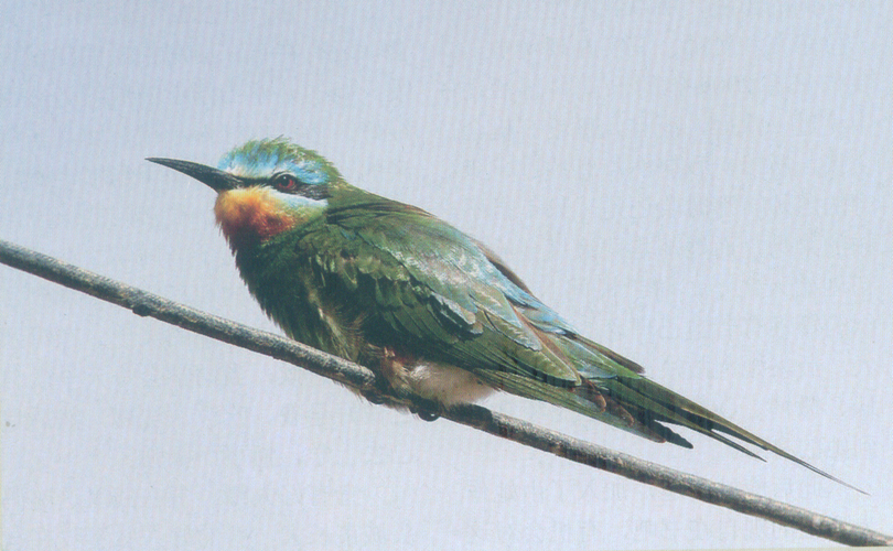 蓝颊蜂虎 Blue-cheeked Bee-eater